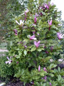 Tulpenmagnolie Susan